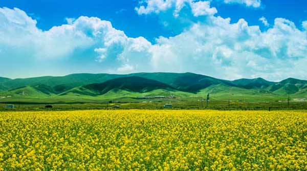 慢游西北張掖七彩丹霞+祁連草原+門源花海+卓爾山+冰溝林海+青海湖六日游